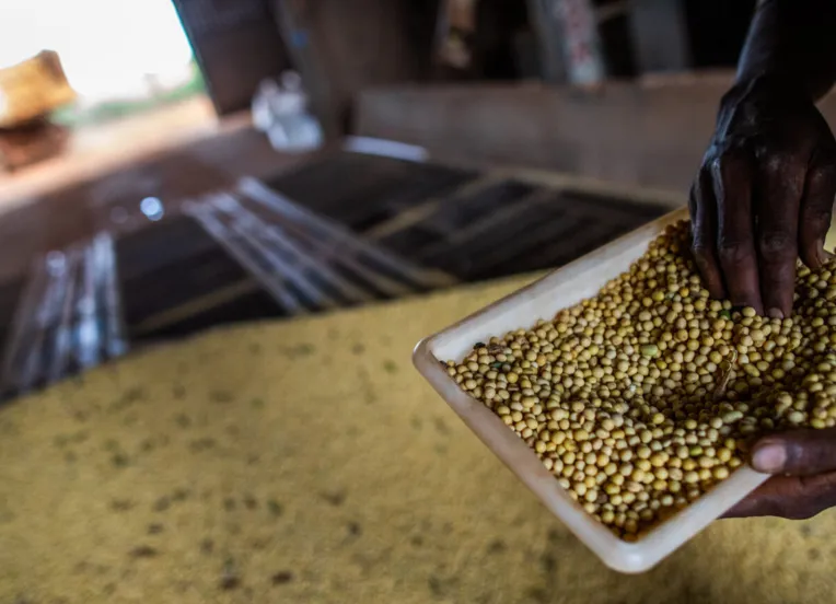 Ouro verde e energia: como plantas e grãos estão desbancando petróleo na Bahia