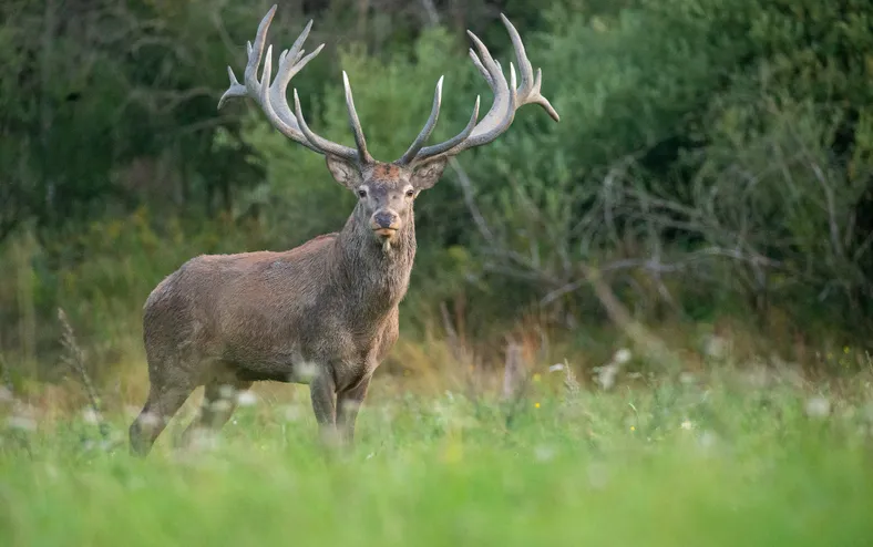 Fuga de veado causa correria e fecha zoológico em Salvador - Imagem