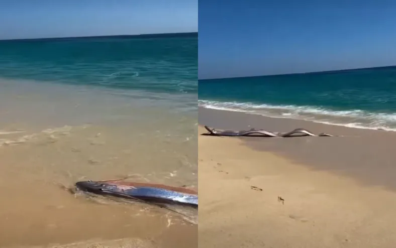 Aparecimento de peixe raro acende alerta sobre desastres naturais - Imagem