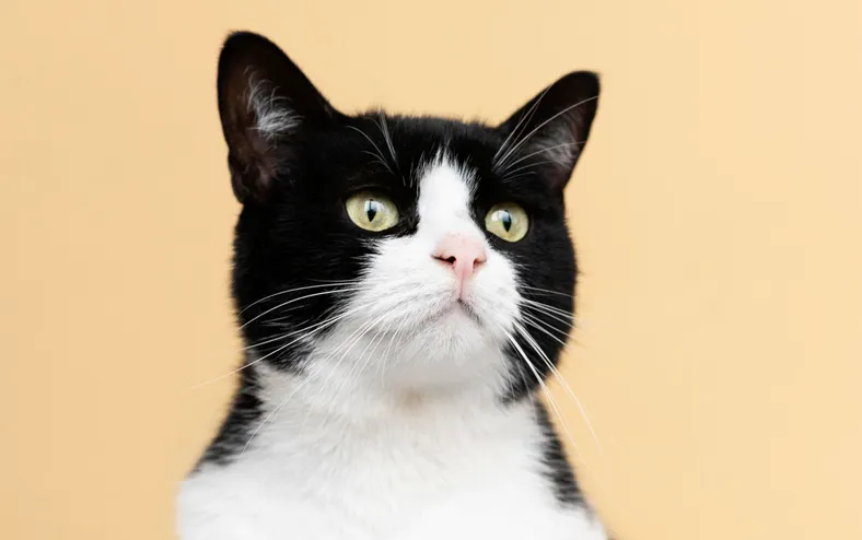 Substância em eletrodomésticos ameaça saúde de gatos - Imagem