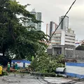 Árvore de grande porte cai no Caminho das Árvores após chuvas intensas imagem