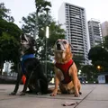Cães de assistência não podem ser barrados em Uber, táxis e lojas de Salvador imagem