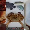 Caranguejo cresce dois meses dentro de garrafa plástica à deriva imagem