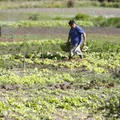 Falta de apoio e infraestrutura ainda são entraves para produtor baiano imagem
