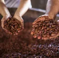 Filhos herdam cacau sustentável e fomentam nova geração no agro baiano imagem