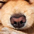 Mais que faro: focinho dos cachorros é único e serve como ‘impressão digital’ imagem