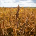 Oeste da Bahia avança para barrar maior ameaça da agricultura imagem