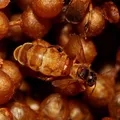 Ouro do Sertão: como 'mel milagroso' virou força econômica na Caatinga imagem