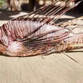 Peixe altamente perigoso é encontrado em praia perto de Salvador imagem