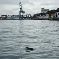 Pinguim é resgatado em área portuária de praia do Comércio imagem