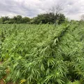 Grupo que plantava maconha tem R$50 milhões presos pela PF imagem