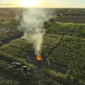 Polícia destrói 20 mil pés de maconha na Chapada Diamantina imagem