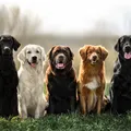 Ranking aponta as 10 raças de cães mais inteligentes e obedientes imagem