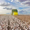El Niño e mais: como fenômenos climáticos podem impactar nas safras imagem