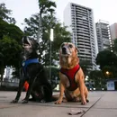 Cães de assistência não podem ser barrados em Uber, táxis e lojas de Salvador