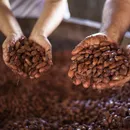 Filhos herdam cacau sustentável e fomentam nova geração no agro baiano