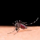 Mosquito desagradável
