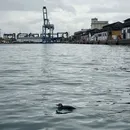 Pinguim é resgatado em área portuária de praia do Comércio