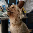 Vacinação gratuita contra raiva para pets acontece neste sábado