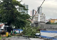 Árvore de grande porte cai no Caminho das Árvores após chuvas intensas