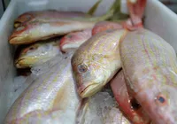 De peixes a pneus: como tarifaço aperta principais setores da Bahia