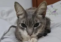 Dilema ético gera sofrimento e faz da eutanásia animal um tabu