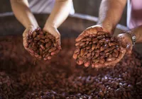 Filhos herdam cacau sustentável e fomentam nova geração no agro baiano