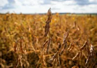 Oeste da Bahia avança para barrar maior ameaça da agricultura