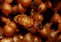 Ouro do Sertão: como 'mel milagroso' virou força econômica na Caatinga