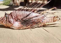 Peixe altamente perigoso é encontrado em praia perto de Salvador