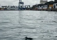 Pinguim é resgatado em área portuária de praia do Comércio