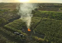 Polícia destrói 20 mil pés de maconha na Chapada Diamantina