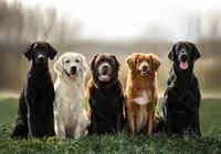 Ranking aponta as 10 raças de cães mais inteligentes e obedientes
