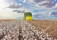 El Niño e mais: como fenômenos climáticos podem impactar nas safras