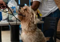 Vacinação gratuita contra raiva para pets acontece neste sábado