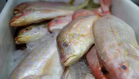 De peixes a pneus: como tarifaço aperta principais setores da Bahia