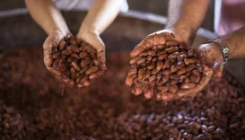 Filhos herdam cacau sustentável e fomentam nova geração no agro baiano