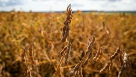 Oeste da Bahia avança para barrar maior ameaça da agricultura