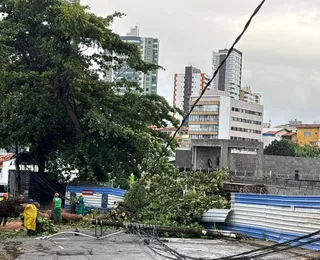 Árvore de grande porte cai no Caminho das Árvores após chuvas intensas