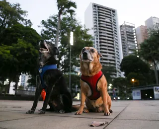 Cães de assistência não podem ser barrados em Uber, táxis e lojas de Salvador