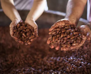 Filhos herdam cacau sustentável e fomentam nova geração no agro baiano