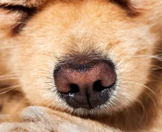 Mais que faro: focinho dos cachorros é único e serve como ‘impressão digital’