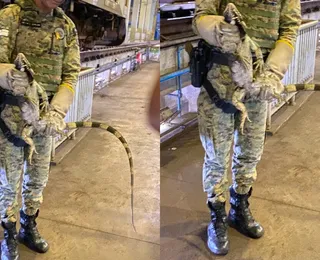 Iguana "invade" trilhos e interrompe manutenção do metrô de Salvador