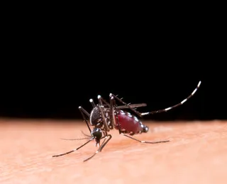 Mosquito desagradável