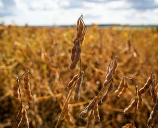 Oeste da Bahia avança para barrar maior ameaça da agricultura