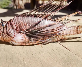 Peixe altamente perigoso é encontrado em praia perto de Salvador