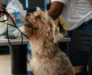 Vacinação gratuita contra raiva para pets acontece neste sábado