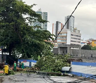 Árvore de grande porte cai no Caminho das Árvores após chuvas intensas