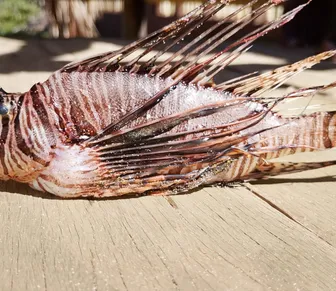 Peixe altamente perigoso é encontrado em praia perto de Salvador