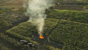 Polícia destrói 20 mil pés de maconha na Chapada Diamantina